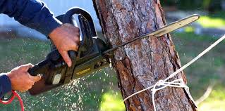 Trusted Lake Montezuma, AZ Tree Care Experts