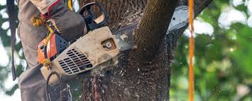  Lake Montezuma, AZ Tree Care Pros