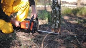 Best Lot and Land Clearing  in Lake Montezuma, AZ