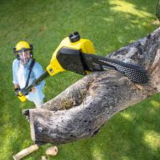 Best Lawn Renovation and Restoration  in Lake Montezuma, AZ