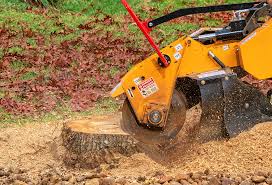 Best Tree Removal  in Lake Montezuma, AZ