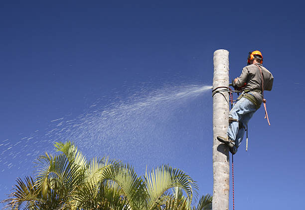 Best Tree Cabling and Bracing  in Lake Montezuma, AZ