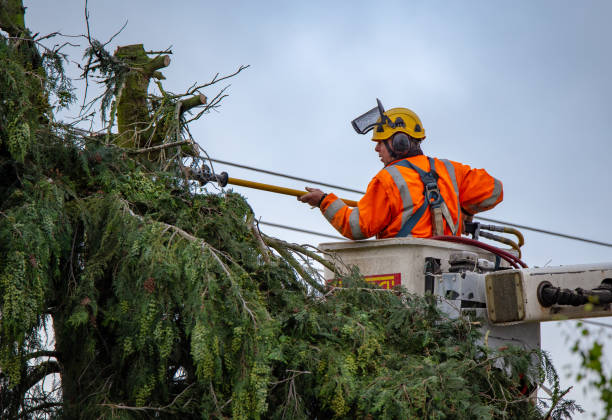 Best Tree Health Inspection  in Lake Montezuma, AZ