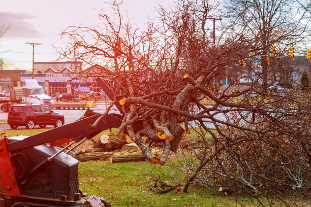 Best Tree Trimming and Pruning  in Lake Montezuma, AZ