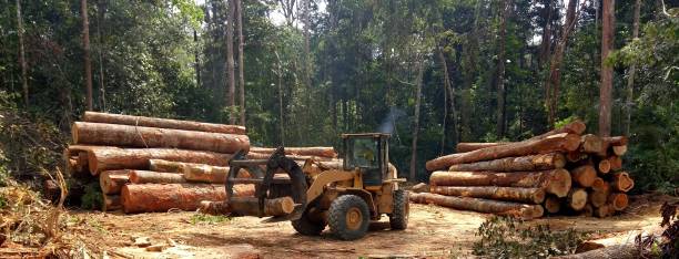 Best Storm Damage Tree Cleanup  in Lake Montezuma, AZ