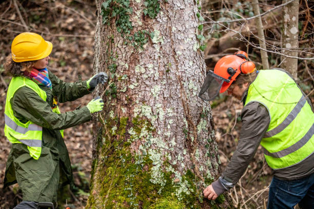 Best Tree Maintenance Programs  in Lake Montezuma, AZ