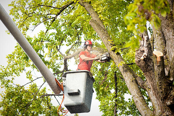 Best Tree Mulching  in Lake Montezuma, AZ
