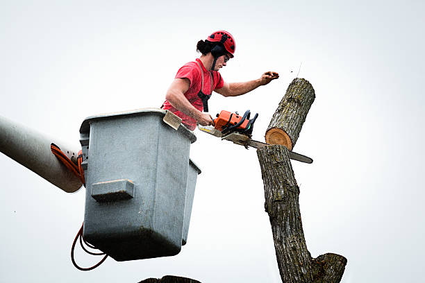 How Our Tree Care Process Works  in  Lake Montezuma, AZ