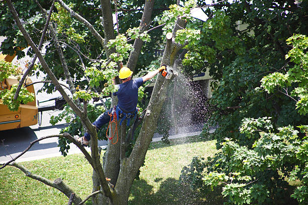 Best Tree Preservation Services  in Lake Montezuma, AZ