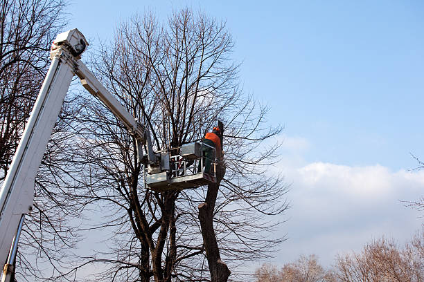 Best Tree Health Inspection  in Lake Montezuma, AZ