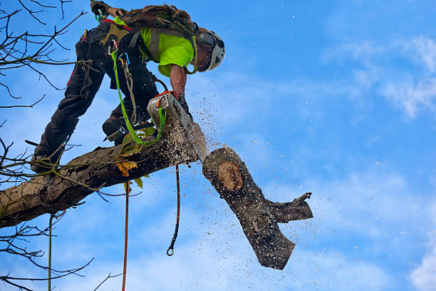 Best Soil Testing and Treatment  in Lake Montezuma, AZ