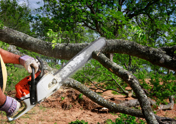 Best Root Management and Removal  in Lake Montezuma, AZ
